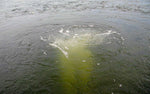 Scott Aerator Bubble Pro Mini Subsurface Aerators